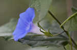 Ivyleaf morning-glory